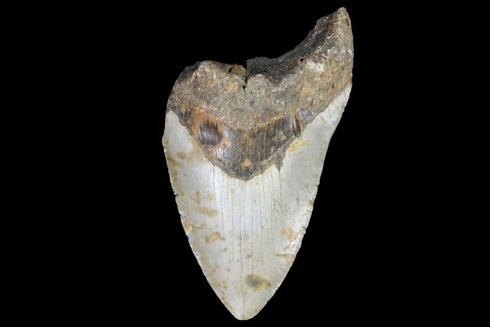Bargain, Fossil Megalodon Tooth - North Carolina #91609